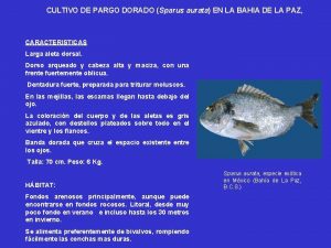 CULTIVO DE PARGO DORADO Sparus aurata EN LA