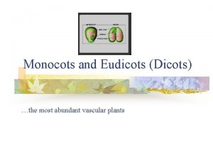 Monocots and Eudicots Dicots the most abundant vascular
