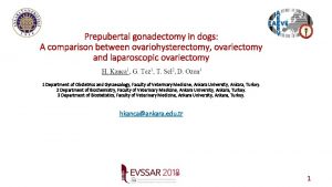 Prepubertal gonadectomy in dogs A comparison between ovariohysterectomy