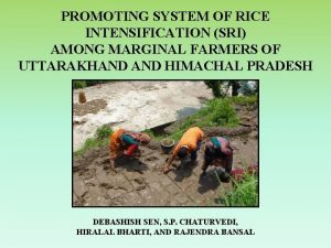 PROMOTING SYSTEM OF RICE INTENSIFICATION SRI AMONG MARGINAL