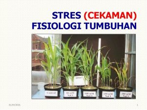 STRES CEKAMAN FISIOLOGI TUMBUHAN 21092021 1 STRES CEKAMAN