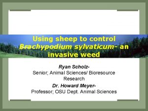 Using sheep to control Brachypodium sylvaticum an invasive