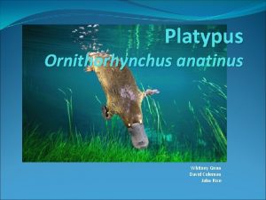 Platypus Ornithorhynchus anatinus Whitney Gunn David Coleman John