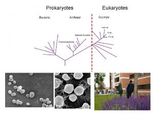 Prokaryotes Eukaryotes Epulopiscium fishelsoni Thiomargarita namibiensis Diplococci Neisseria