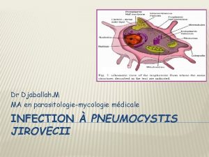 Dr Djaballah M MA en parasitologiemycologie mdicale INFECTION