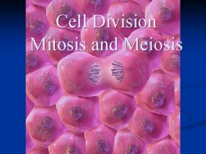 Cell Division Mitosis and Meiosis Types of Cell