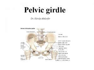 Pelvic girdle Dr Kroly Altdorfer pelvis major pelvis