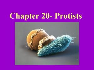 Chapter 20 Protists Characteristics of Kingdom Protista eukaryotic
