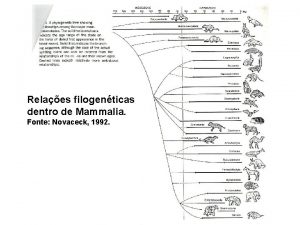 Relaes filogenticas dentro de Mammalia Fonte Novaceck 1992