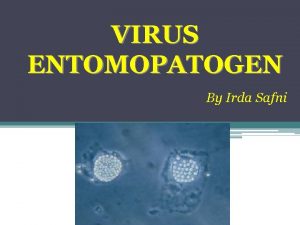 VIRUS ENTOMOPATOGEN By Irda Safni Pendahuluan Virus berasal