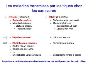 Les maladies transmises par les tiques chez les