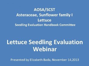 AOSASCST Asteraceae Sunflower family I Lettuce Seedling Evaluation
