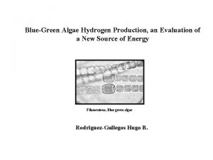 BlueGreen Algae Hydrogen Production an Evaluation of a