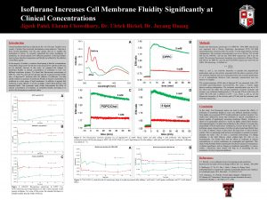 Isoflurane Increases Cell Membrane Fluidity Significantly at Clinical