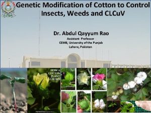 Genetic Modification of Cotton to Control Insects Weeds