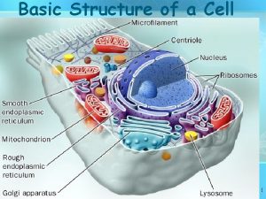 Basic Structure of a Cell 1 Review Facts