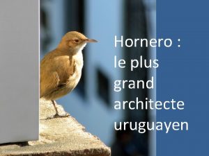Hornero le plus grand architecte uruguayen Horneros urbanos
