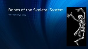 Bones of the Skeletal System OCTO BER 8