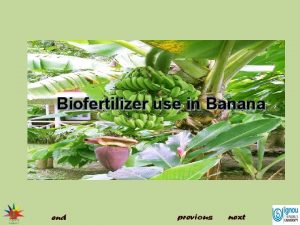 Biofertilizer use in Banana Biofertilizers use in Banana