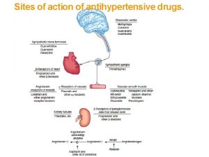 Sites of action of antihypertensive drugs Sites of