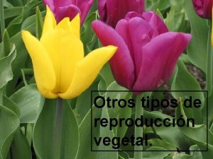 Otros tipos de reproduccin vegetal La reproduccin asexual