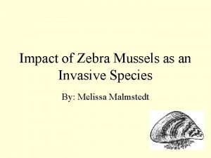 Impact of Zebra Mussels as an Invasive Species