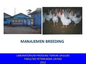 MANAJEMEN BREEDING LABORATORIUM PRODUKSI TERNAK UNGGAS FAKULTAS PETERNAKAN