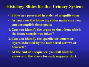 Histology Slides for the Urinary System Slides are