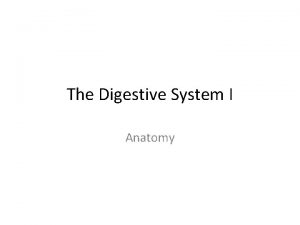 The Digestive System I Anatomy The digestive system