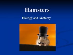 Hamsters Biology and Anatomy Syrian Hamster Mesocricetus auratus