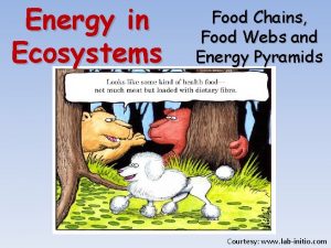 Energy in Ecosystems Food Chains Food Webs and