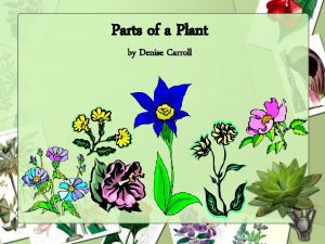 Parts of a Plant by Denise Carroll Living