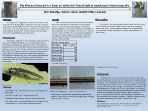 The Effects of Emerald Ash Borer on White