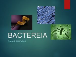 BACTEREIA SAHAR ALHOGAIL Bacteria are prokaryotes Prokaryotic cells