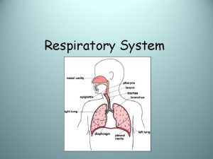 Respiratory System Function Brings Oxygen O 2 into