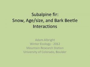 Subalpine fir Snow Agesize and Bark Beetle Interactions