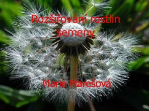 Roziovn rostlin semeny Marie Mareov Diaspora stice slouc