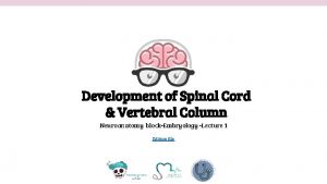 Development of Spinal Cord Vertebral Column Neuroanatomy blockEmbryology