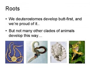 Roots We deuterostomes develop buttfirst and were proud