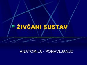 IVANI SUSTAV ANATOMIJA PONAVLJANJE PODJELA IVANOG SUSTAVA SREDINJI