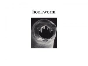 hookworm Hookworm hookworm hookworm Cutaneous larval migran hookworm