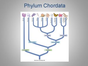 Phylum Chordata Taxonomy Phylum Chordata Subphylum Cephalochordata amphioxus