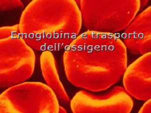lemoglobina degli eritrociti una proteina di trasporto indispensabile