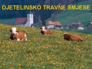 DJETELINSKO TRAVNE SMJESE SIJANI TRAVNJACI NAJVIE SE ISKORIAVAJU