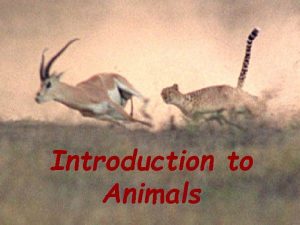 Introduction to animals Introduction to Animals Traits Characteristics