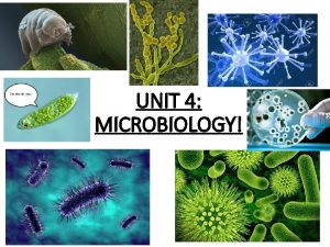 UNIT 4 MICROBIOLOGY WHAT ARE MICROORGANISMS Micro organism