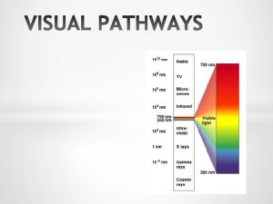 VISUAL SYSTEM q Perception of shape motion color