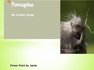 Porcupine fat chubby things Power Point by Jamie