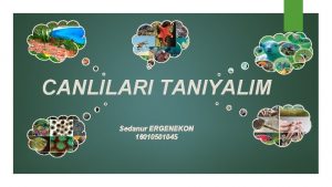 CANLILARI TANIYALIM Sedanur ERGENEKON 16010501045 erik Canllarn Snflandrlmas