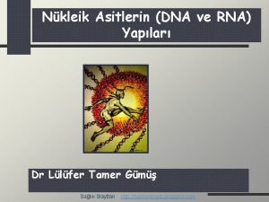 Nkleik Asitlerin DNA ve RNA Yaplar Dr Llfer